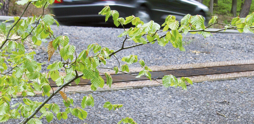 Aboutswm-leitbild-broch-wildlife